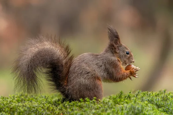 Esquilo Vermelho Bebê Juvenil Bonito Sciurus Vulgaris Floresta Noord Brabant — Fotografia de Stock