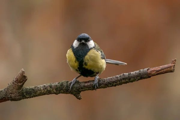 Great Tit Parus Major Branch Forest Noord Brabant Netherlands Green — Stock Photo, Image