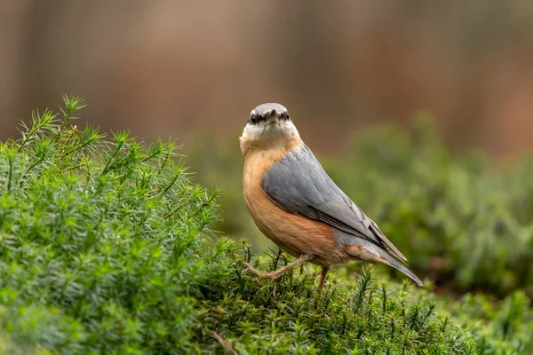 Eurasian Nuthatch Sitta Europaea Branch Forest Noord Brabant Netherlands — ストック写真