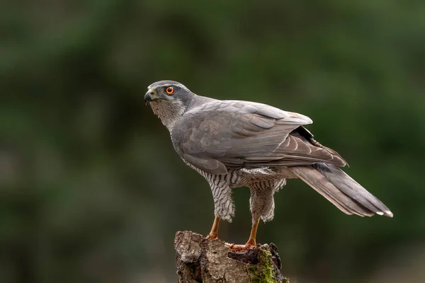 Adulto Goshawk Norte Accipiter Gentilis Floresta Noord Brabant Nos Países — Fotografia de Stock