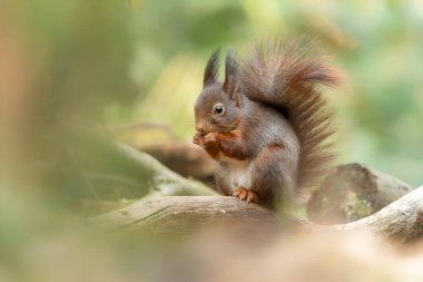 Hollanda 'nın Noord Brabant ormanında güzel yavru kırmızı sincap (Sciurus vulgaris).