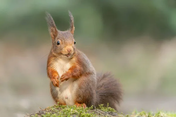 Gyönyörű Fiatal Vörös Mókus Sciurus Vulgaris Hollandiai Noord Brabant Erdejében — Stock Fotó