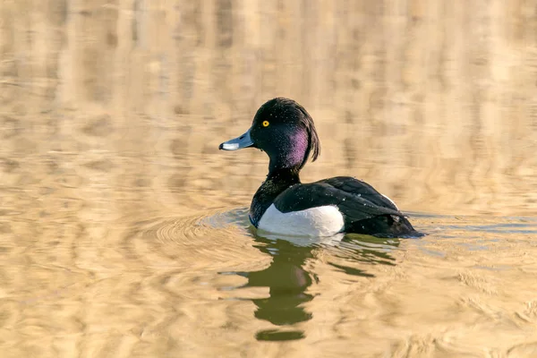 Tufted Duck Anatidae Small Lake Arnhem Netherlands — Fotografia de Stock