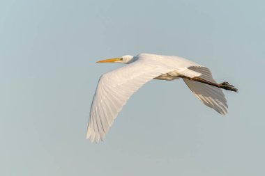   Western Great Egret (Ardea alba) in flight over a lake. Gelderland in the Netherlands.                 