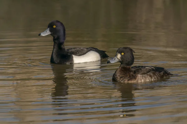 Tufted Ducks Anatidae Small Lake Pair Mating Season Arnhem Netherlands — Stockfoto