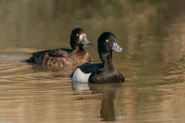 Tufted Ducks Anatidae Small Lake Pair Mating Season Arnhem Netherlands — Fotografia de Stock
