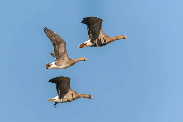Mallard Anas Platyrhynchos Ducks Flying — Stock fotografie