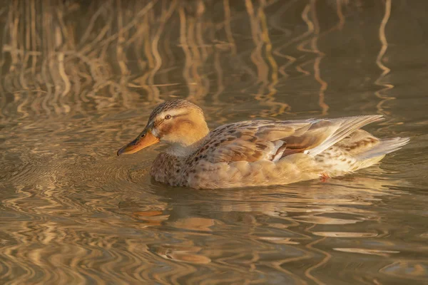 Beautiful Female Mallard Duck Anas Platyrhynchos Swimming Lake Surface Netherlands — Stock Photo, Image