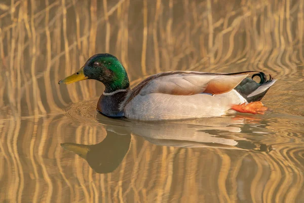 Male Mallard Duck Anas Platyrhynchos Swimming Lake Surface Netherlands — Fotografia de Stock