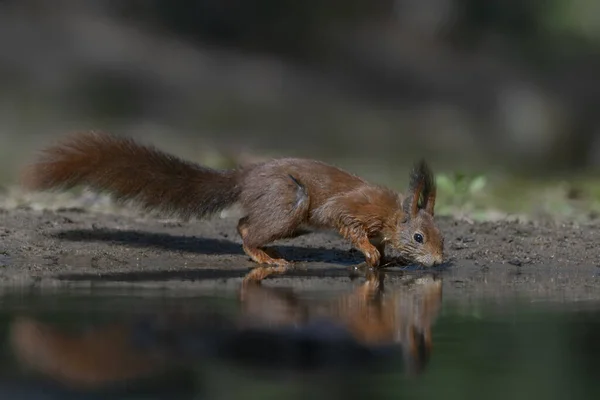 Piękna Młodociana Czerwona Wiewiórka Sciurus Vulgaris Lesie Noord Brabant Holandii — Zdjęcie stockowe