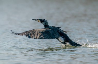 güzel siyah taçlı balıkçıl (Nycticorax nycticorax) Hollanda 'da Brabant yok.         
