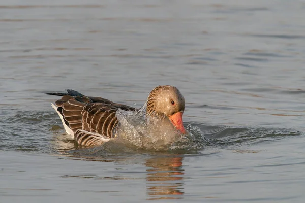 Όμορφη Θηλυκή Πάπια Mallard Anas Platyrhynchos Που Κολυμπά Στην Επιφάνεια — Φωτογραφία Αρχείου