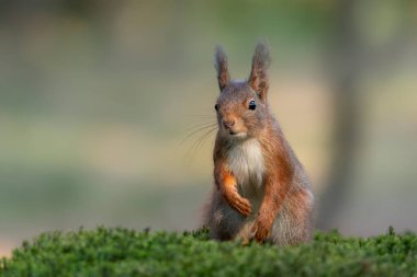 Hollanda 'nın Noord Brabant ormanında güzel yavru kırmızı sincap (Sciurus vulgaris).