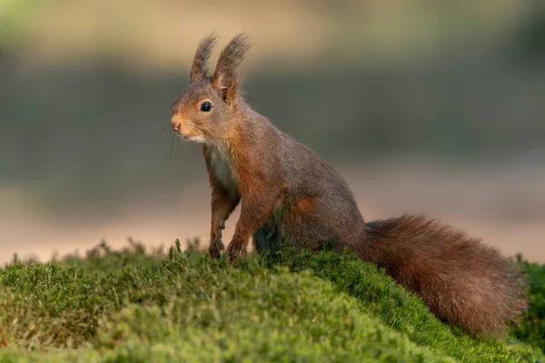 Piękna Młodociana Czerwona Wiewiórka Sciurus Vulgaris Lesie Noord Brabant Holandii — Zdjęcie stockowe