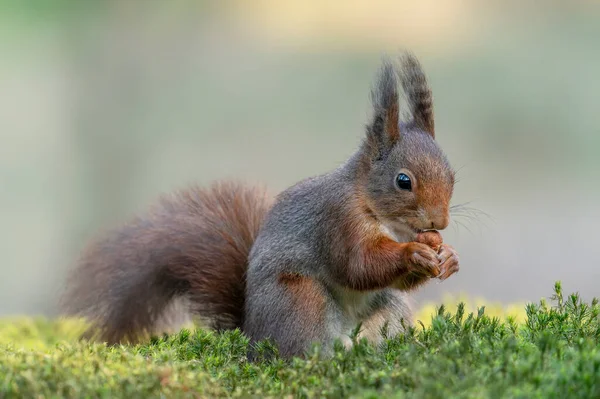 Schönes Junges Rotes Eichhörnchenbaby Sciurus Vulgaris Wald Von Noord Brabant — Stockfoto