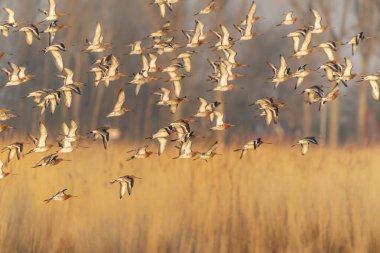 Gün doğumunda İzlanda 'nın güzel kara kuyruklu Godwits (Limosa limoza islandica) sürüsü. Hollanda 'da Gelderland.