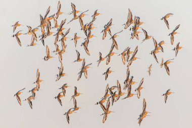 Gün doğumunda İzlanda 'nın güzel kara kuyruklu Godwits (Limosa limoza islandica) sürüsü. Hollanda 'da Gelderland.