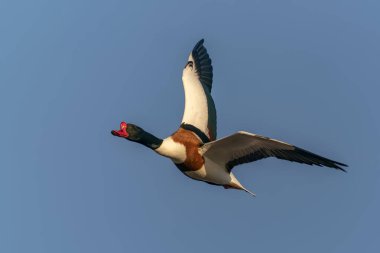 Büyük tepeli batağan, Sukuşu (Podiceps cristatus)  