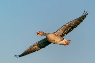 Hollanda 'da uçan güzel dişi Mallard ördeği (Anas platyrhynchos). 