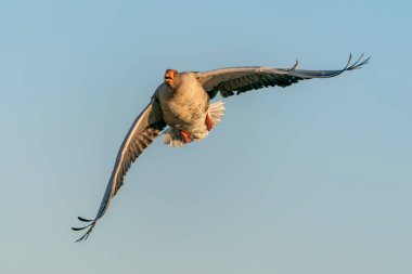 Hollanda 'da uçan güzel dişi Mallard ördeği (Anas platyrhynchos). 