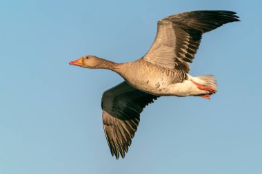 Hollanda 'da uçan güzel dişi Mallard ördeği (Anas platyrhynchos). 
