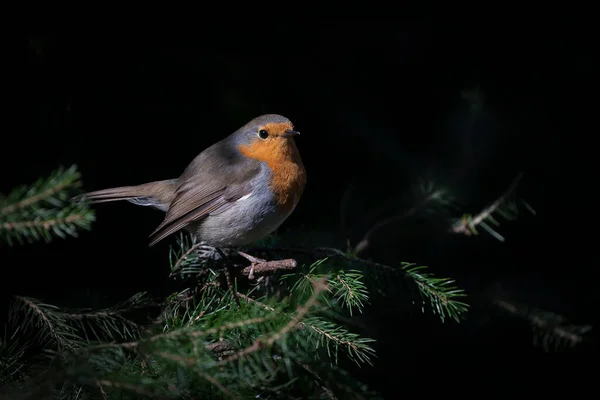 Robin Des Bois Erithacus Rubecula Dans Forêt Brabant Aux Pays — Photo