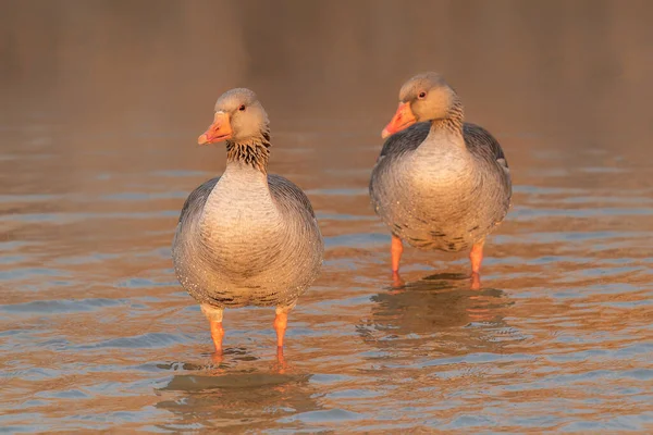 Graugans Anser Anser Wasser Gelderland Den Niederlanden — Stockfoto