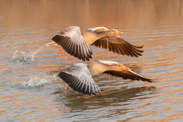 Greylag Goose Anser Anser Vodě Gelderland Nizozemsku — Stock fotografie