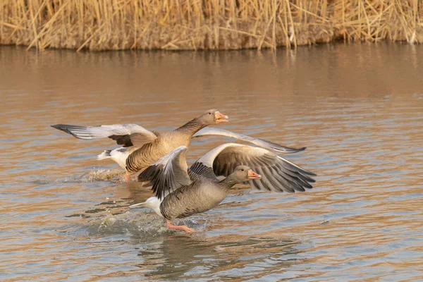 Greylag Goose Anser Anser Vodě Gelderland Nizozemsku — Stock fotografie