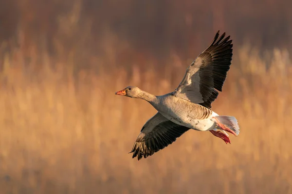 Beautiful Female Mallard Duck Flight Anas Platyrhynchos Netherlands — Stock Photo, Image