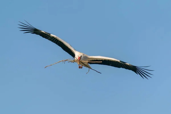 Cegonha Branca Ciconia Ciconia Voando Com Asas Amplamente Espalhadas Céu — Fotografia de Stock