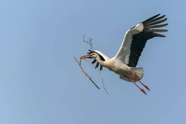 Cigüeña Blanca Ciconia Ciconia Volando Con Alas Muy Extendidas Cielo — Foto de Stock