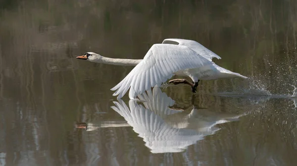 Cisne Mudo Cygnus Olor Gelderland Nos Países Baixos — Fotografia de Stock