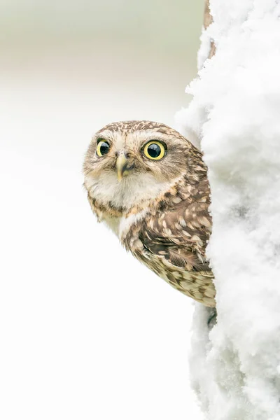 Cute Burrowing Owl Athene Cunicularia Sitting Branch Snow — Stock Photo, Image