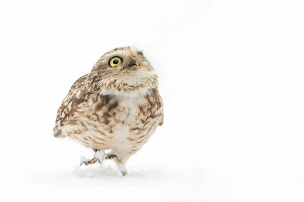 Niedliche Grabkauz Athene Cunicularia Sitzt Auf Einem Ast Schnee — Stockfoto