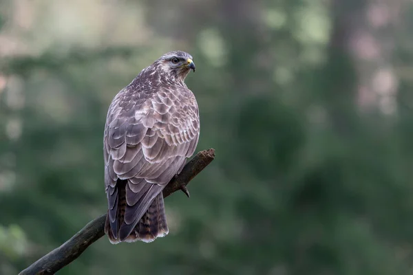 荷兰Noord Brabant森林里树干上的普通Buzzard Buteo Buteo 带有复制空间的绿色背景 — 图库照片