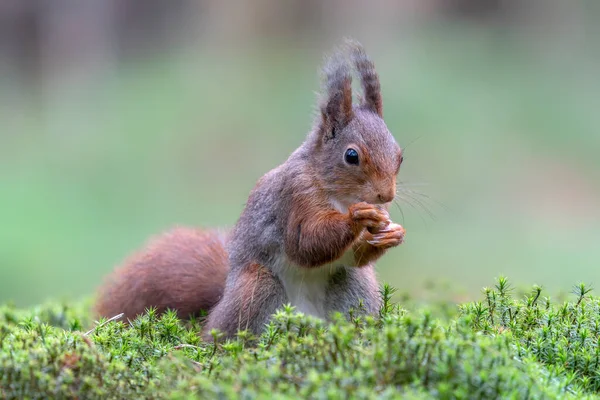 Esquilo Vermelho Bebê Juvenil Bonito Sciurus Vulgaris Floresta Noord Brabant — Fotografia de Stock