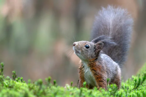 Prachtige Jonge Baby Rode Eekhoorn Sciurus Vulgaris Het Bos Van — Stockfoto