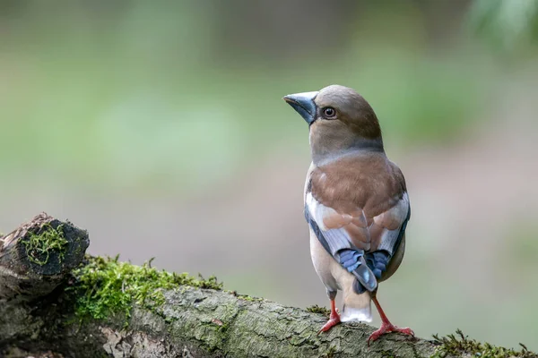 オランダのノールブラバントの森の中にある美しいHawfinch Coccothraustes Coccothraustes — ストック写真