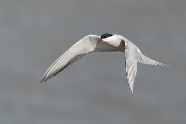 Hollanda 'da Ortak Tern (Sterna hirundo) Gelderland.                                