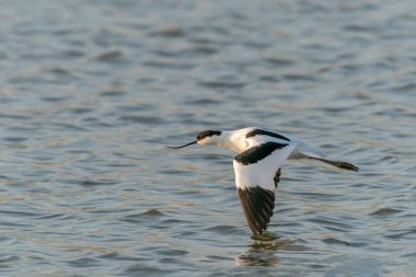 Hollanda 'daki Güzel Pied avocet (Recurvirostra avosetta) Gelderland. 