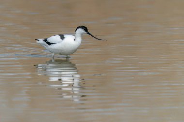 Hollanda 'daki Güzel Pied avocet (Recurvirostra avosetta) Gelderland. 