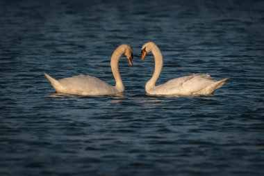 İki Dilsiz Kuğu (Cygnus olor). Güneş doğarken çiftleşen iki güzel kuğu. Hollanda 'da Gelderland.