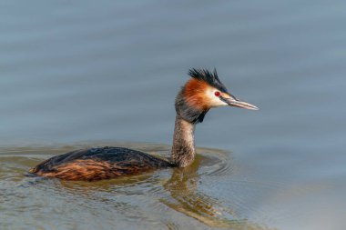 Büyük tepeli batağan, Sukuşu (Podiceps cristatus)  