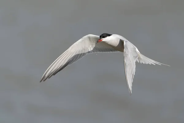 Загальний Терн Sterna Hirundo Гелдерланд Нідерландах — стокове фото