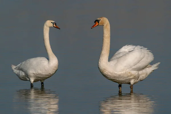 Dvě Němé Labutě Cygnus Olor Dvě Krásné Bílé Pářící Labutě — Stock fotografie