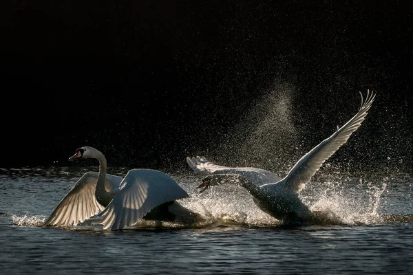 Dois Cisnes Mudos Cygnus Olor Dois Belos Cisnes Acasalamento Branco — Fotografia de Stock