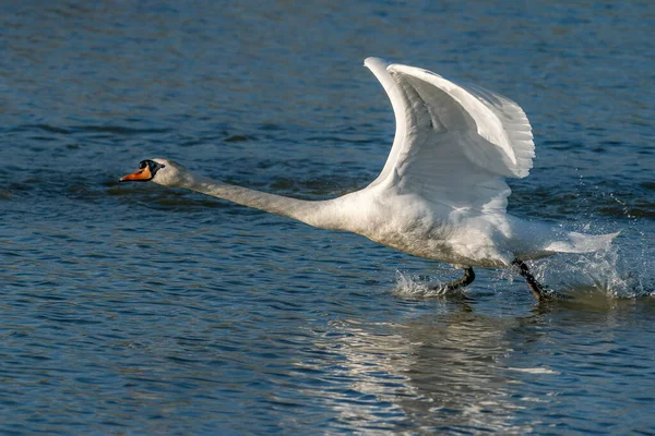 Cisne Mudo Cygnus Olor Gelderland Nos Países Baixos — Fotografia de Stock