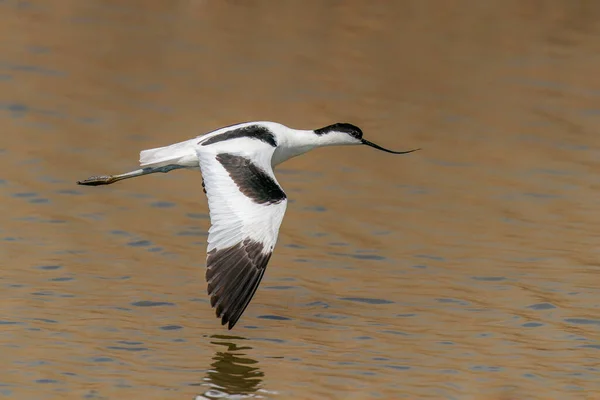 荷兰Gelderland的Beautiful Pied Avocet Recurrent Virostra Avosetta — 图库照片