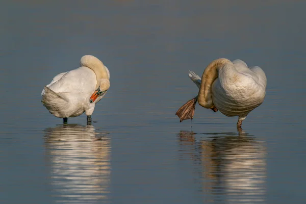 Two Mute Swans Cygnus Olor Two Beautiful White Mating Swans — Stock Photo, Image